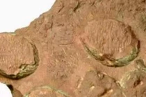 Phát hiện ổ trứng của loài khủng long chưa từng được biết đến