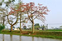 Tháng 4 về, chụp ảnh hoa gạo ở đâu đẹp nhất?