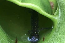 Phát hiện loài cây ăn thịt đáng sợ tại Canada