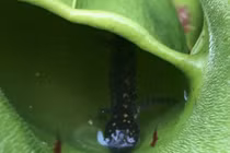 Phát hiện loài cây ăn thịt đáng sợ tại Canada