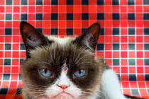 Chú mèo cau có nổi tiếng trong 'Grumpy Cat' qua đời