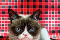 Chú mèo cau có nổi tiếng trong 'Grumpy Cat' qua đời