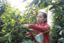 Chè Trà Nham bị bỏ hoang, bỗng dưng thành đặc sản