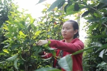 Chè Trà Nham bị bỏ hoang, bỗng dưng thành đặc sản