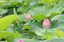 CĐM ném đá tơi tả cô gái ăn mặc phản cảm dưới đầm sen 