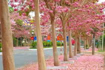 "Thiên đường sống ảo" toàn hoa dành cho team cuồng màu hồng