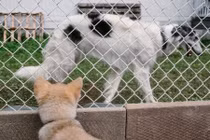 Có thể thuần hóa chó sói thân thiện như chó nhà?