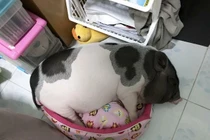 Chán chó mèo, giới trẻ Việt săn tìm "lợn cảnh" làm thú cưng