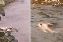 Chết khiếp nhìn thấy nhiều phần thi thể nổi trên suối