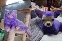 Bị "con sen" bôi thuốc, các boss "giận tím người" nhìn đến tội