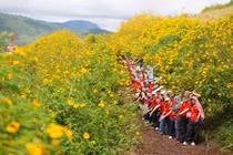 Những điểm ngắm hoa dã quỳ đẹp khắp cả nước