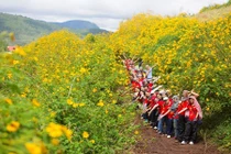 Những điểm ngắm hoa dã quỳ đẹp khắp cả nước