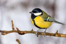 Lý do loài chim dễ thương thành sát thủ điên loạn