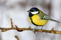 Lý do loài chim dễ thương thành sát thủ điên loạn