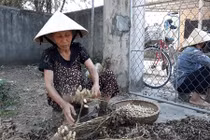 Hà Tĩnh: Lạc mất giá từ 25.000 còn 15.000 đ/kg, chờ giải cứu