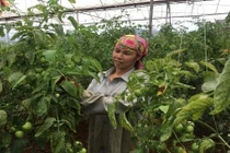 Sống khỏe, thu khá tiền nhờ trồng cà chua VietGAP trái sai “phát hờn”