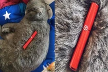 Giới trẻ tận dụng thú cưng bán hàng online kiếm tiền siêu hài hước