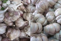 Cách nhận biết tỏi ta để không mang bệnh ung thư vào nhà