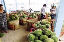 Nghi vấn thương lái Trung Quốc “giở trò” với sầu riêng non