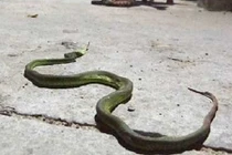 Nhiều loại rắn bò lổm ngổm trên đường Sài Gòn