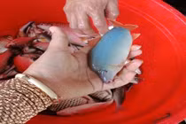 Nuôi loài cá heo bé tí trên sông, bán 320-380.000 đồng/kg