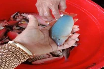 Nuôi loài cá heo bé tí trên sông, bán 320-380.000 đồng/kg