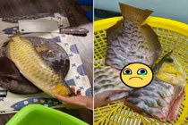 Chồng mê nhậu, vợ làm thịt cá rồng chục triệu gây xôn xao MXH