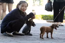 Chó không rọ mõm tung tăng trên phố đi bộ hồ Gươm dịp cuối tuần