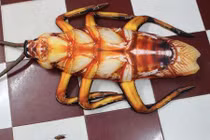 Hoảng hốt với chiếc gối ôm khiến hội chị em dựng tóc gáy