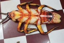 Hoảng hốt với chiếc gối ôm khiến hội chị em dựng tóc gáy