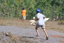 Phẫn nộ màn "hôi của" từ xe tải chở vịt bị lật giữa đường