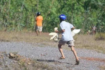 Phẫn nộ màn "hôi của" từ xe tải chở vịt bị lật giữa đường