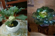 Quên đào quất đi, rau củ mới là hot trend cây cảnh dịp Tết 2019