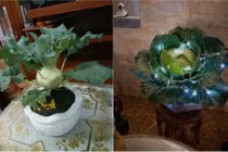 Quên đào quất đi, rau củ mới là hot trend cây cảnh dịp Tết 2019