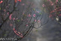 Đào nở sớm những ngày đầu năm mới ở làng hoa Nhật Tân