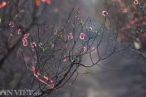 Đào nở sớm những ngày đầu năm mới ở làng hoa Nhật Tân