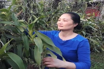 Quên ăn quên ngủ gây dựng vườn lan tiền tỷ trên cao nguyên Mộc Châu