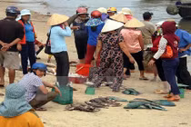 Vụ cá chết hàng loạt: Ngư dân ven biển thấp thỏm chờ kết luận