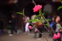 Cảm nhận không khí xuân về sớm trên con đường hoa đào