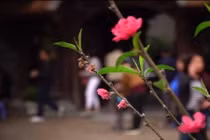 Cảm nhận không khí xuân về sớm trên con đường hoa đào