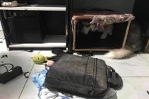 Liên tục gây “nghiệp chướng”, các boss bị sen phạt cực nặng