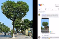 Giới trẻ phát sốt với cây hoa sữa "hình trái tim" cực hot