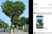 Giới trẻ phát sốt với cây hoa sữa "hình trái tim" cực hot