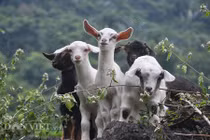 Đại gia Ninh Bình săn dê rừng sạch làm đặc sản ăn Tết