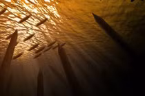 Giải mã trận đánh tàn khốc giữa quân Hậu Trần và nhà Minh