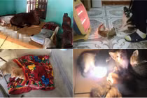 Cười rớt hàm với 101 cách tránh rét cho thú cưng