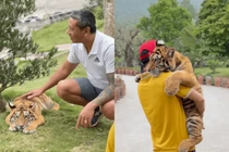 Bé hổ tên Ngao "đại sứ du lịch" triệu view của Việt Nam