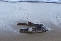 Kinh ngạc loài cá phát sáng trong tiểu thuyết viễn tưởng dạt bờ