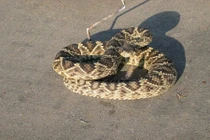 “Tự sướng” với rắn chuông, người đàn ông có nguy cơ mất tay