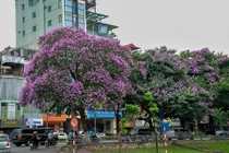 Nao lòng ngắm hoa bằng lăng "nhuộm tím" khắp phố phường Hà Nội 